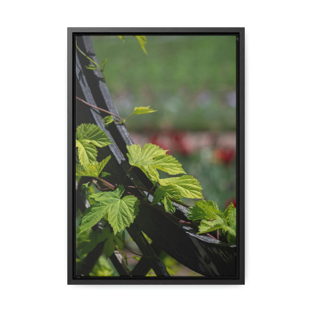 Ivy-Covered Fence - Canvas with Frame - Visiting This World