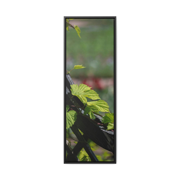 Ivy-Covered Fence - Canvas with Frame - Visiting This World