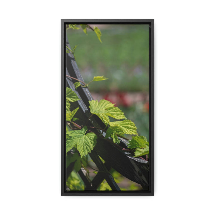 Ivy-Covered Fence - Canvas with Frame - Visiting This World