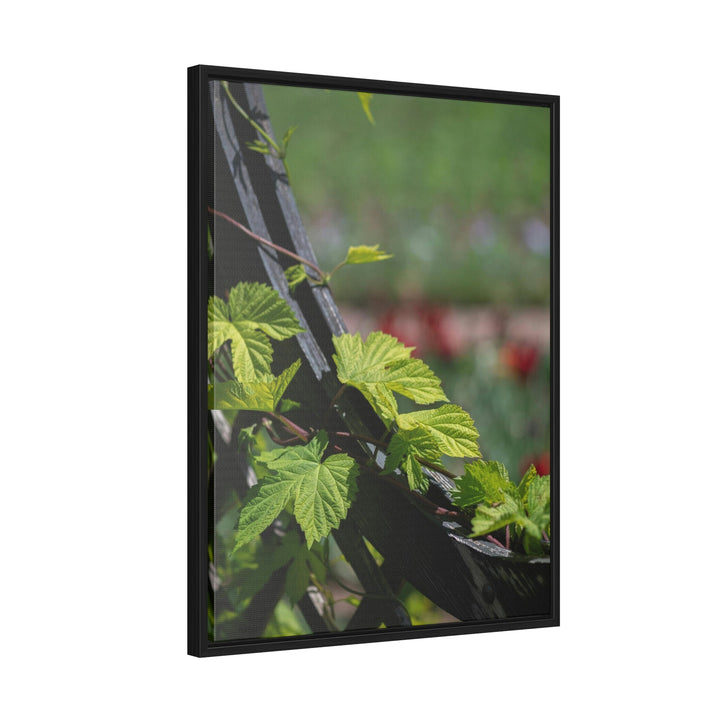 Ivy-Covered Fence - Canvas with Frame - Visiting This World