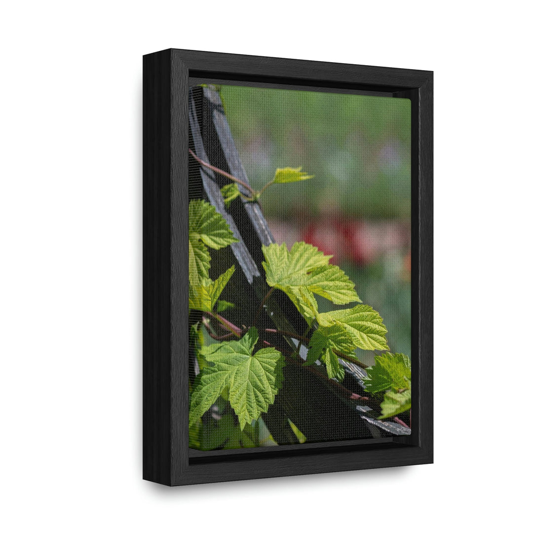 Ivy-Covered Fence - Canvas with Frame - Visiting This World