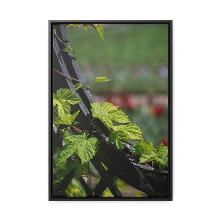 Ivy-Covered Fence - Canvas with Frame - Visiting This World