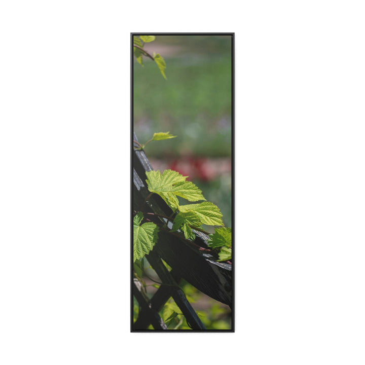 Ivy-Covered Fence - Canvas with Frame - Visiting This World