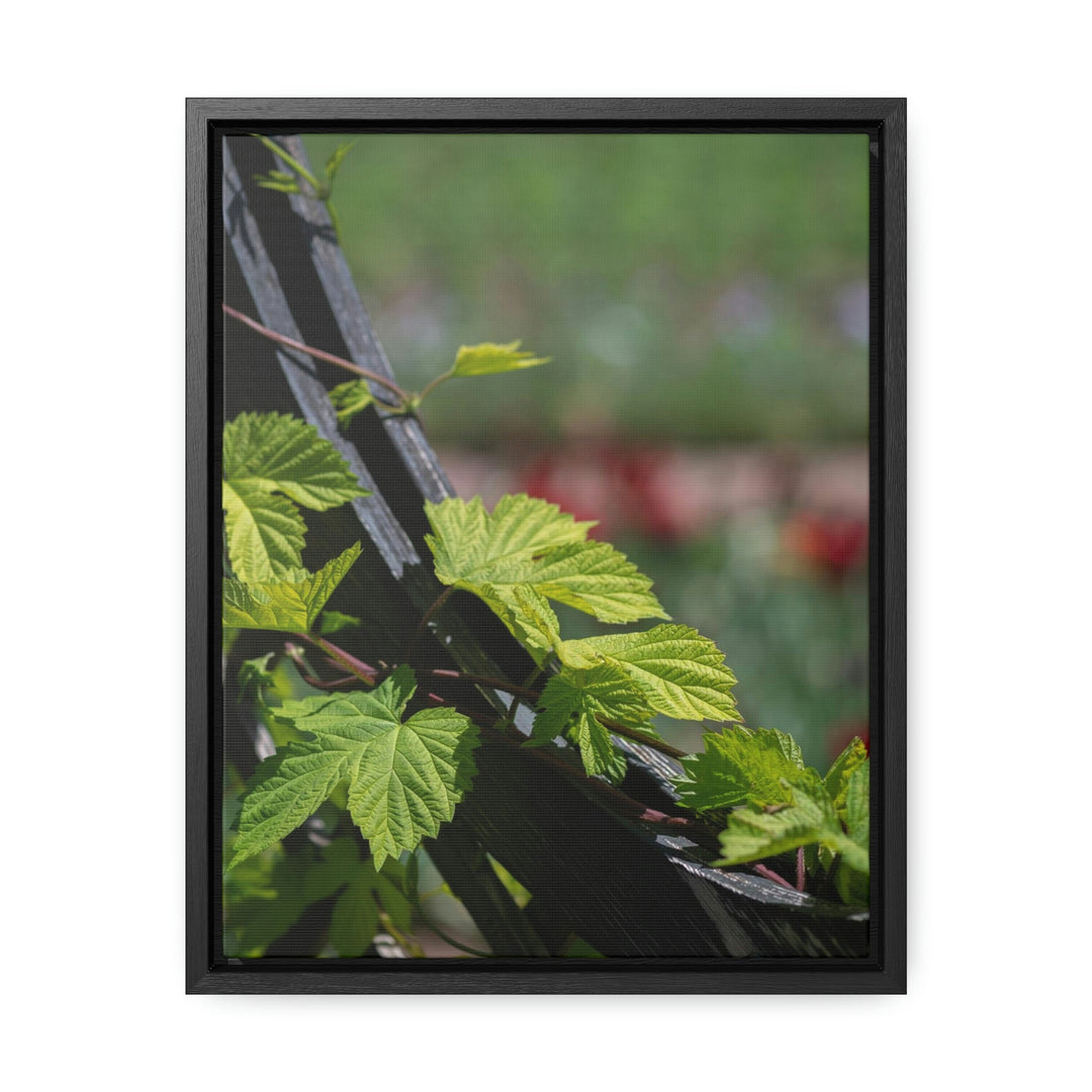 Ivy-Covered Fence - Canvas with Frame - Visiting This World