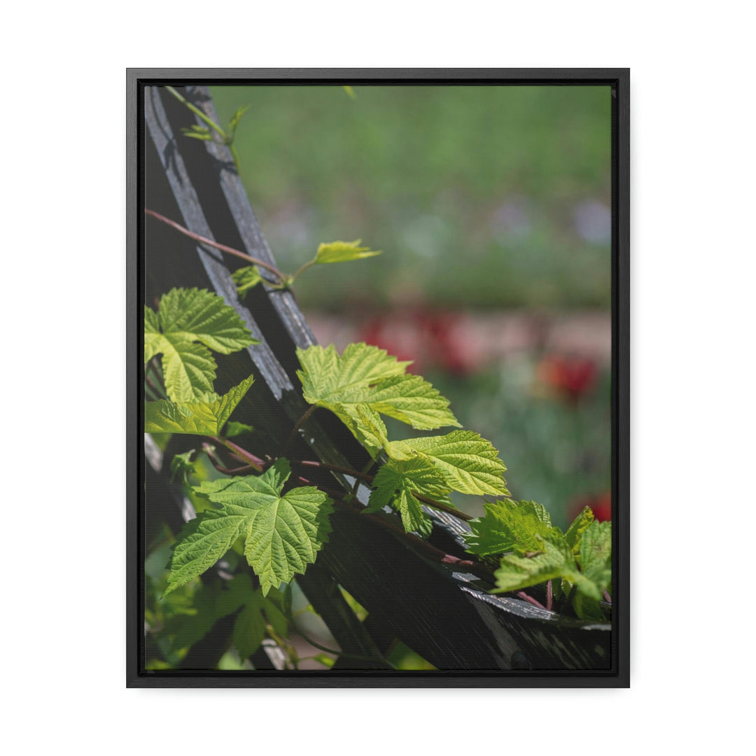 Ivy-Covered Fence - Canvas with Frame - Visiting This World