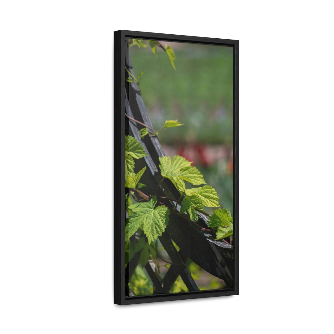 Ivy-Covered Fence - Canvas with Frame - Visiting This World