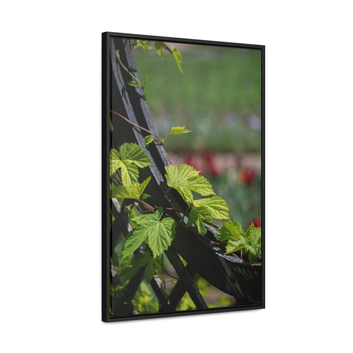 Ivy-Covered Fence - Canvas with Frame - Visiting This World