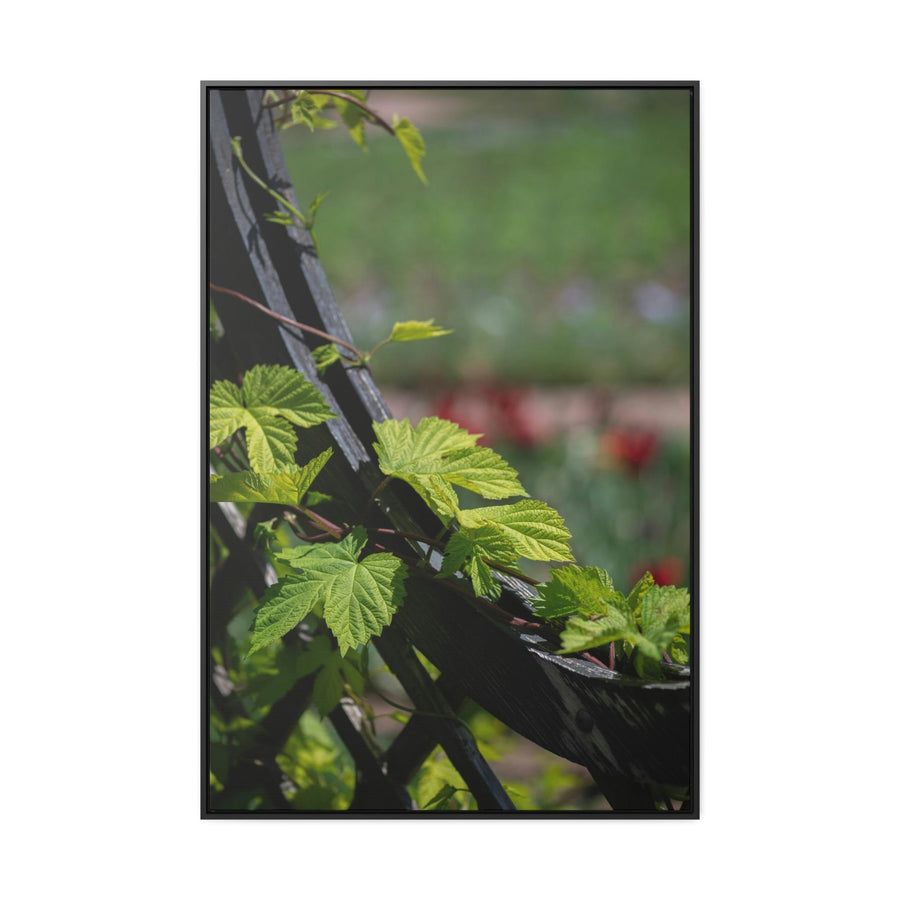 Ivy-Covered Fence - Canvas with Frame - Visiting This World