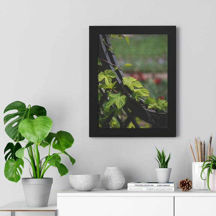 Ivy-Covered Fence - Framed Print - Visiting This World