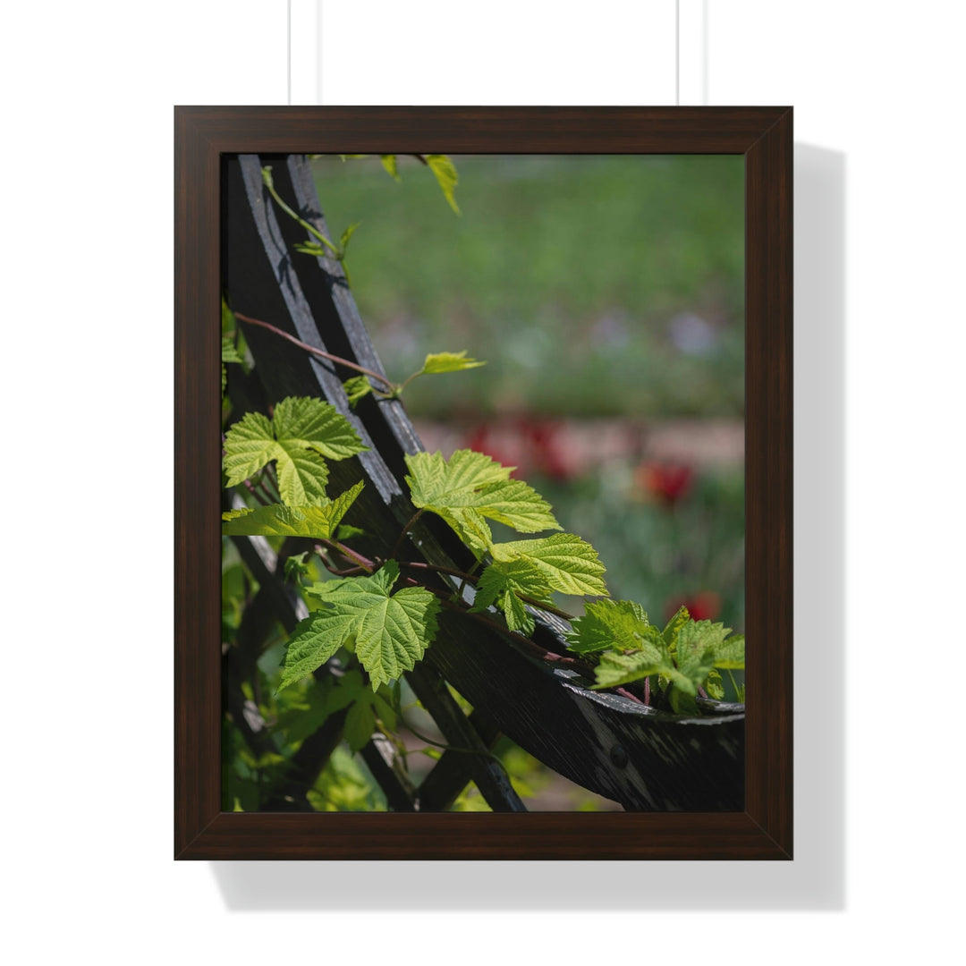 Ivy-Covered Fence - Framed Print - Visiting This World