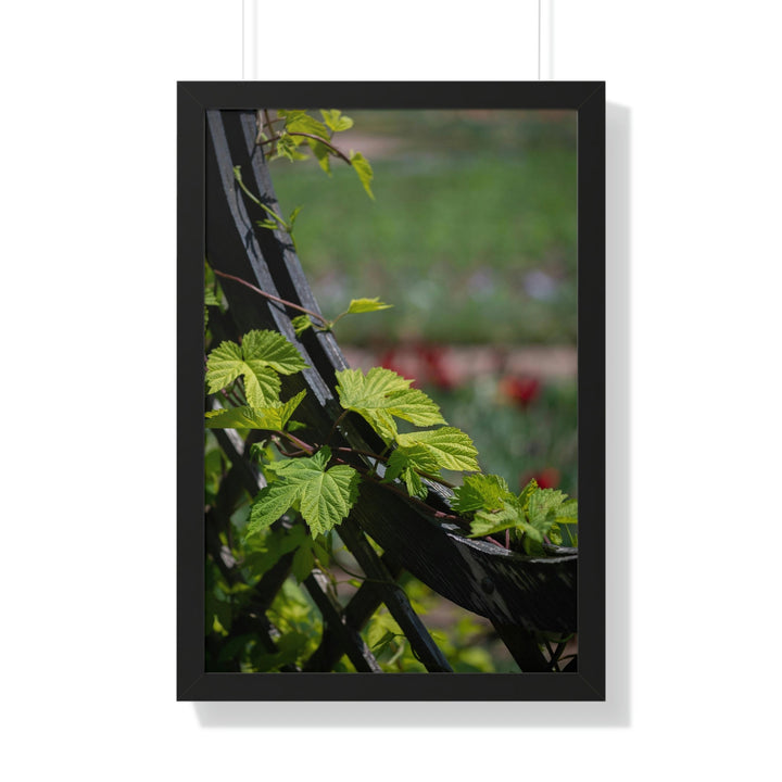 Ivy-Covered Fence - Framed Print - Visiting This World