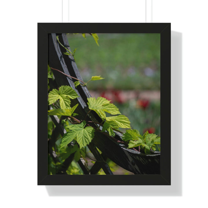 Ivy-Covered Fence - Framed Print - Visiting This World