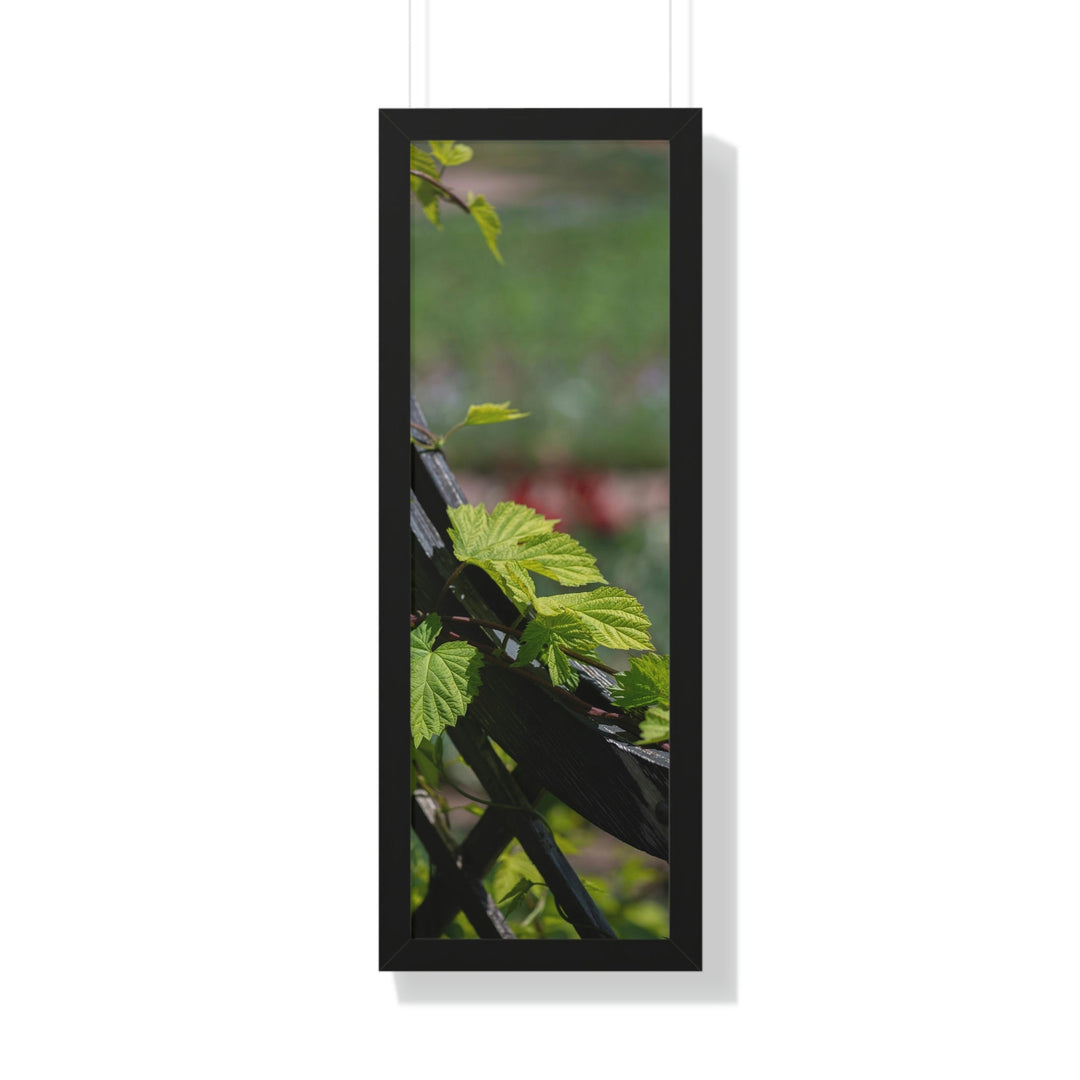 Ivy-Covered Fence - Framed Print - Visiting This World