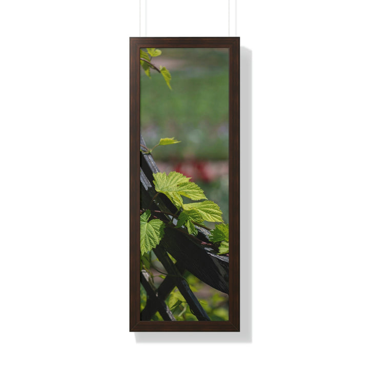 Ivy-Covered Fence - Framed Print - Visiting This World