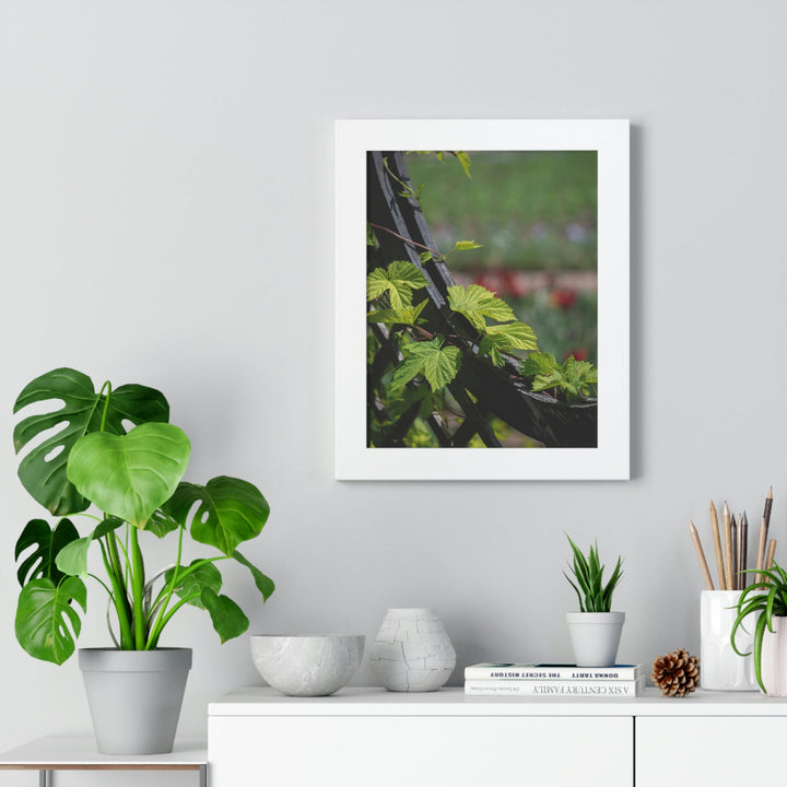 Ivy-Covered Fence - Framed Print - Visiting This World