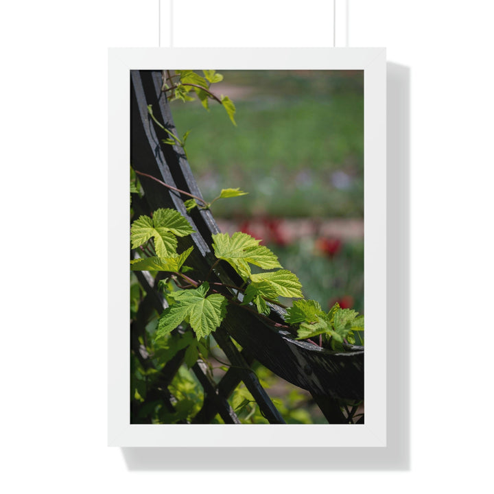 Ivy-Covered Fence - Framed Print - Visiting This World