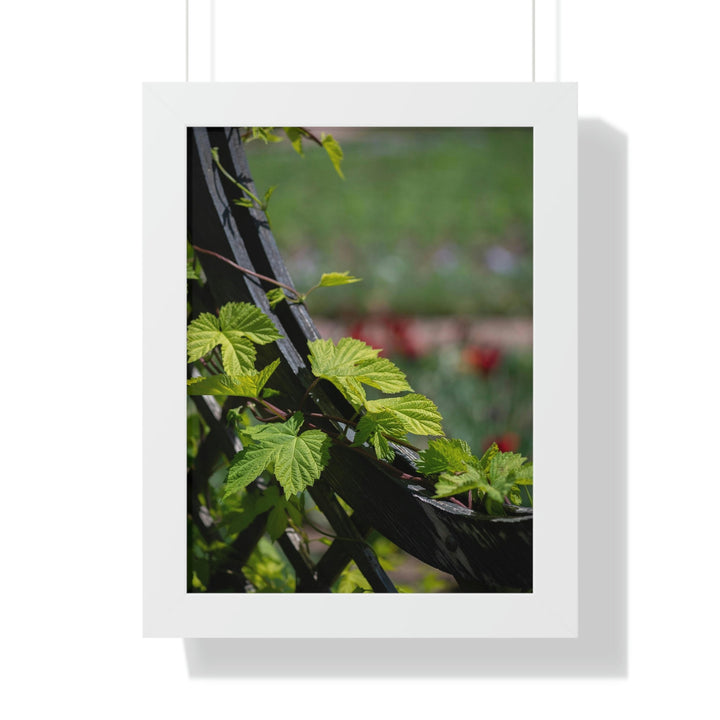 Ivy-Covered Fence - Framed Print - Visiting This World