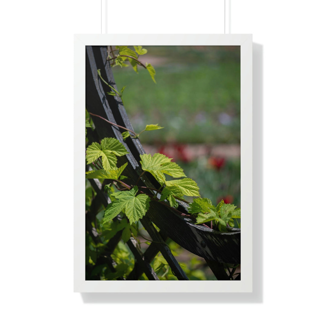 Ivy-Covered Fence - Framed Print - Visiting This World