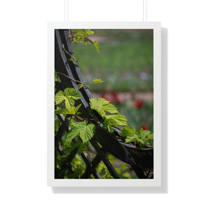 Ivy-Covered Fence - Framed Print - Visiting This World