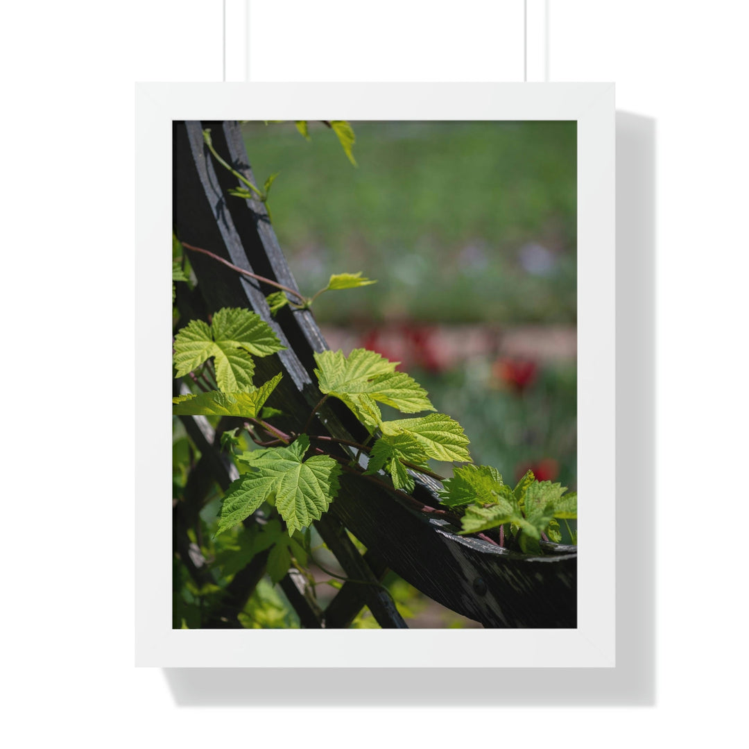 Ivy-Covered Fence - Framed Print - Visiting This World