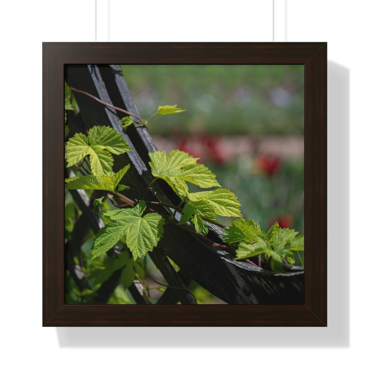 Ivy-Covered Fence - Framed Print - Visiting This World