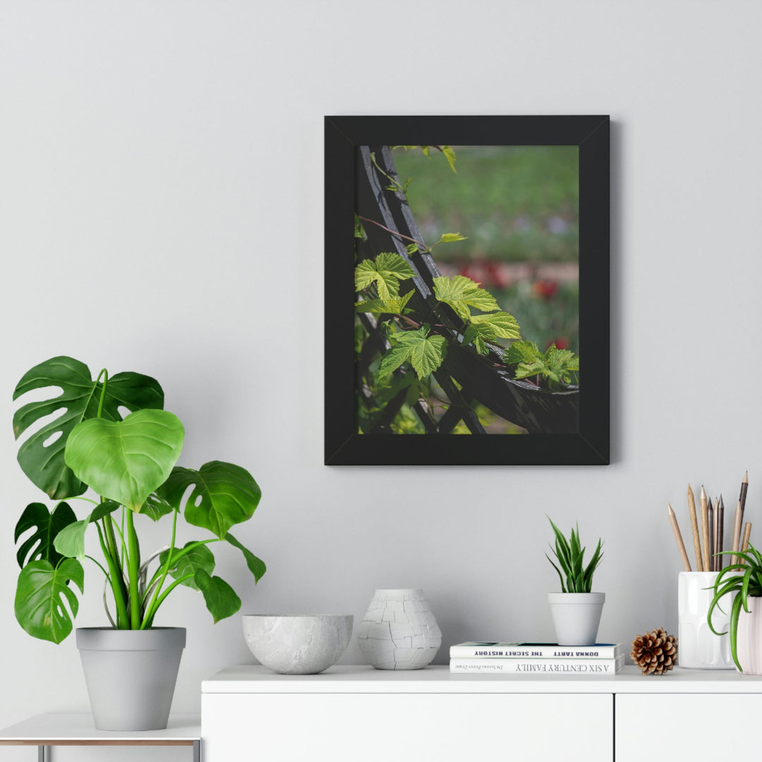 Ivy-Covered Fence - Framed Print - Visiting This World