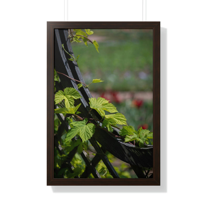 Ivy-Covered Fence - Framed Print - Visiting This World