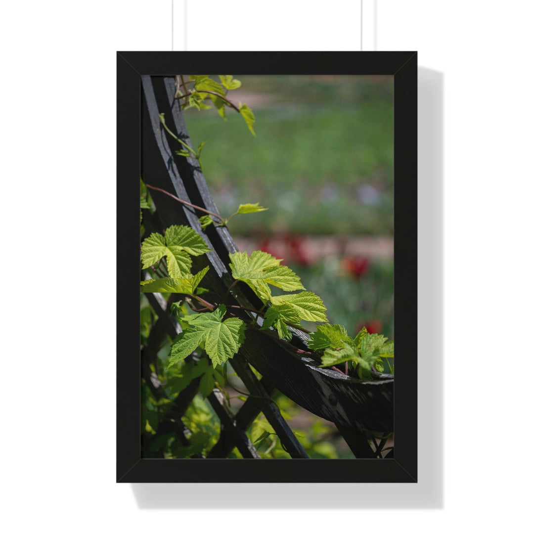 Ivy-Covered Fence - Framed Print - Visiting This World