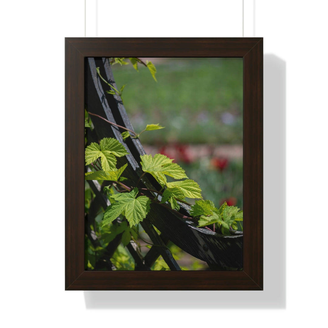 Ivy-Covered Fence - Framed Print - Visiting This World