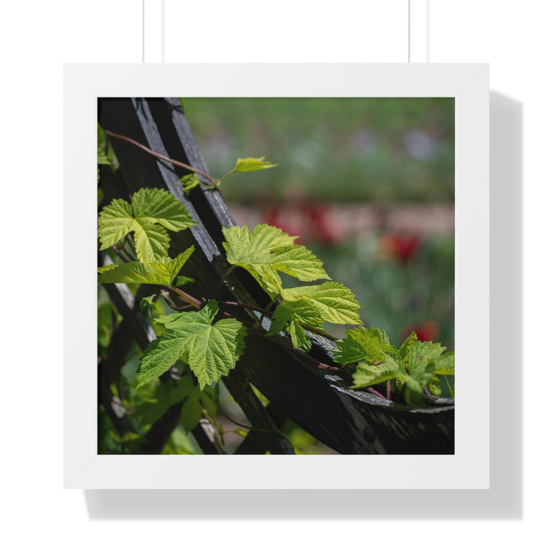 Ivy-Covered Fence - Framed Print - Visiting This World