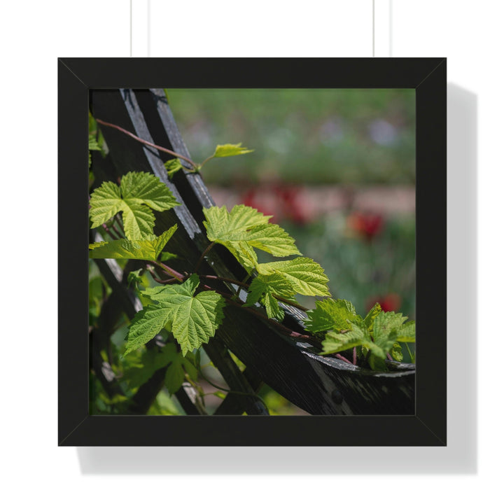 Ivy-Covered Fence - Framed Print - Visiting This World