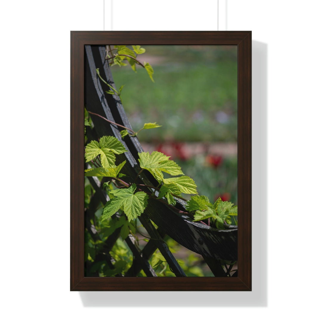 Ivy-Covered Fence - Framed Print - Visiting This World