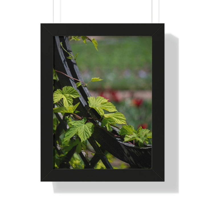 Ivy-Covered Fence - Framed Print - Visiting This World