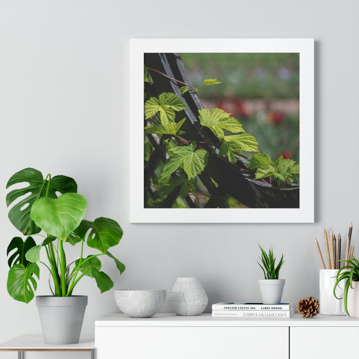 Ivy-Covered Fence - Framed Print - Visiting This World