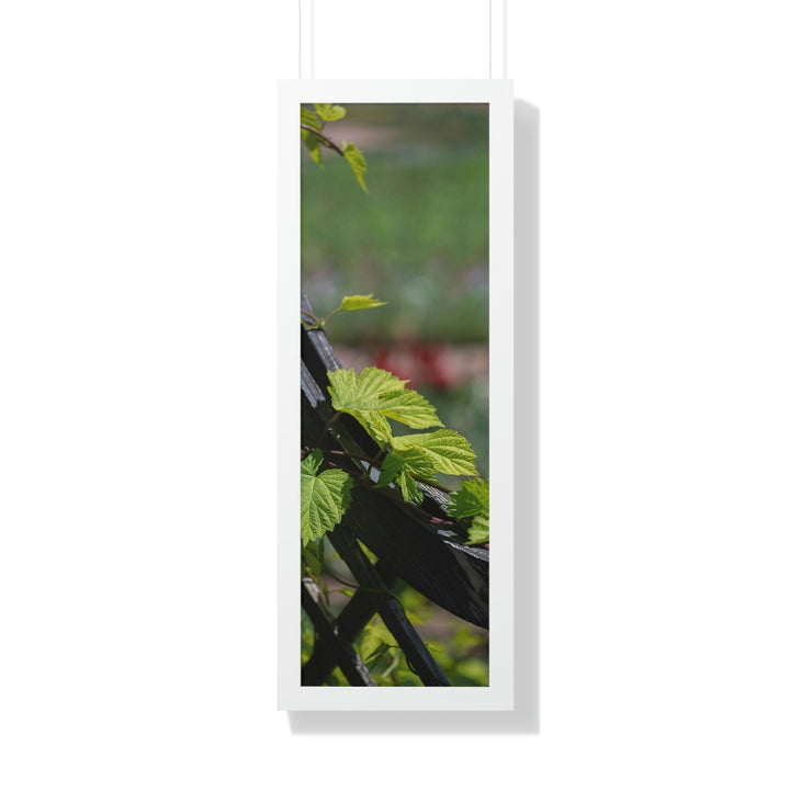 Ivy-Covered Fence - Framed Print - Visiting This World