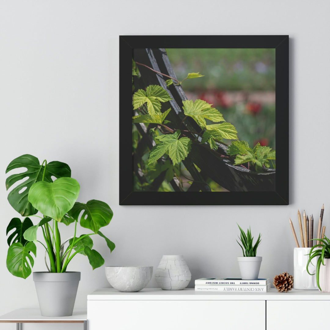 Ivy-Covered Fence - Framed Print - Visiting This World