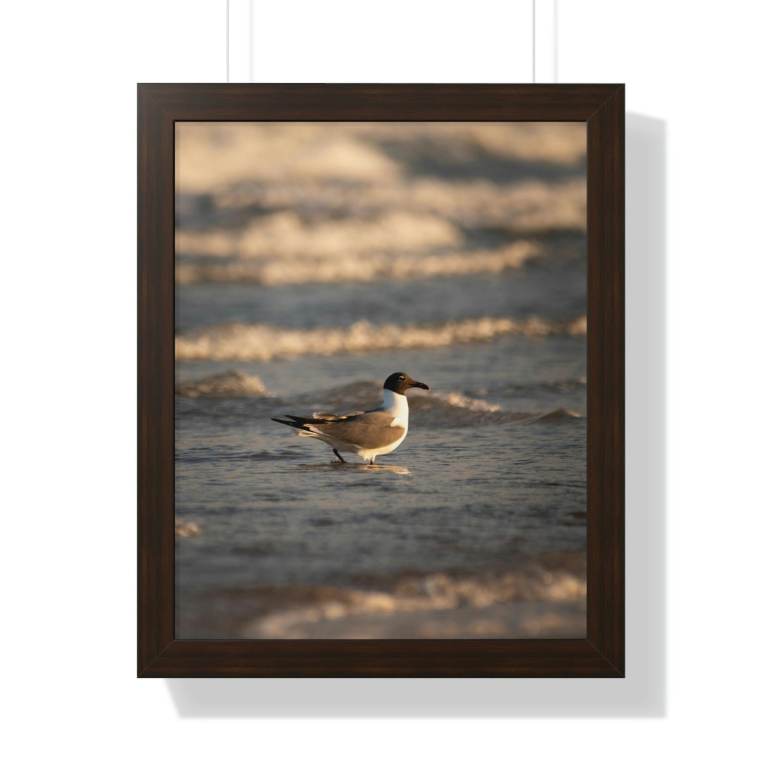 Laughing Gull in the Surf - Framed Print - Visiting This World