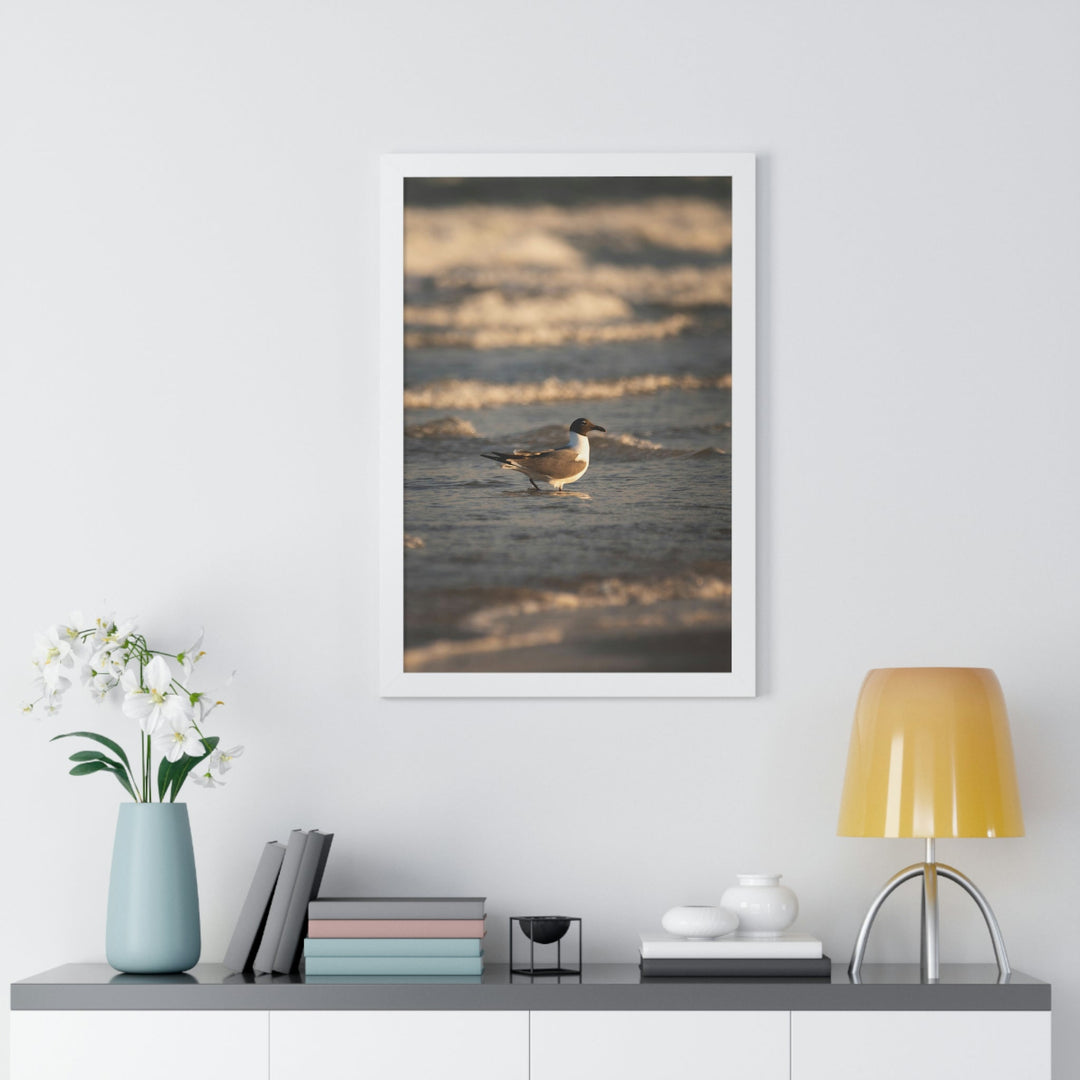 Laughing Gull in the Surf - Framed Print - Visiting This World