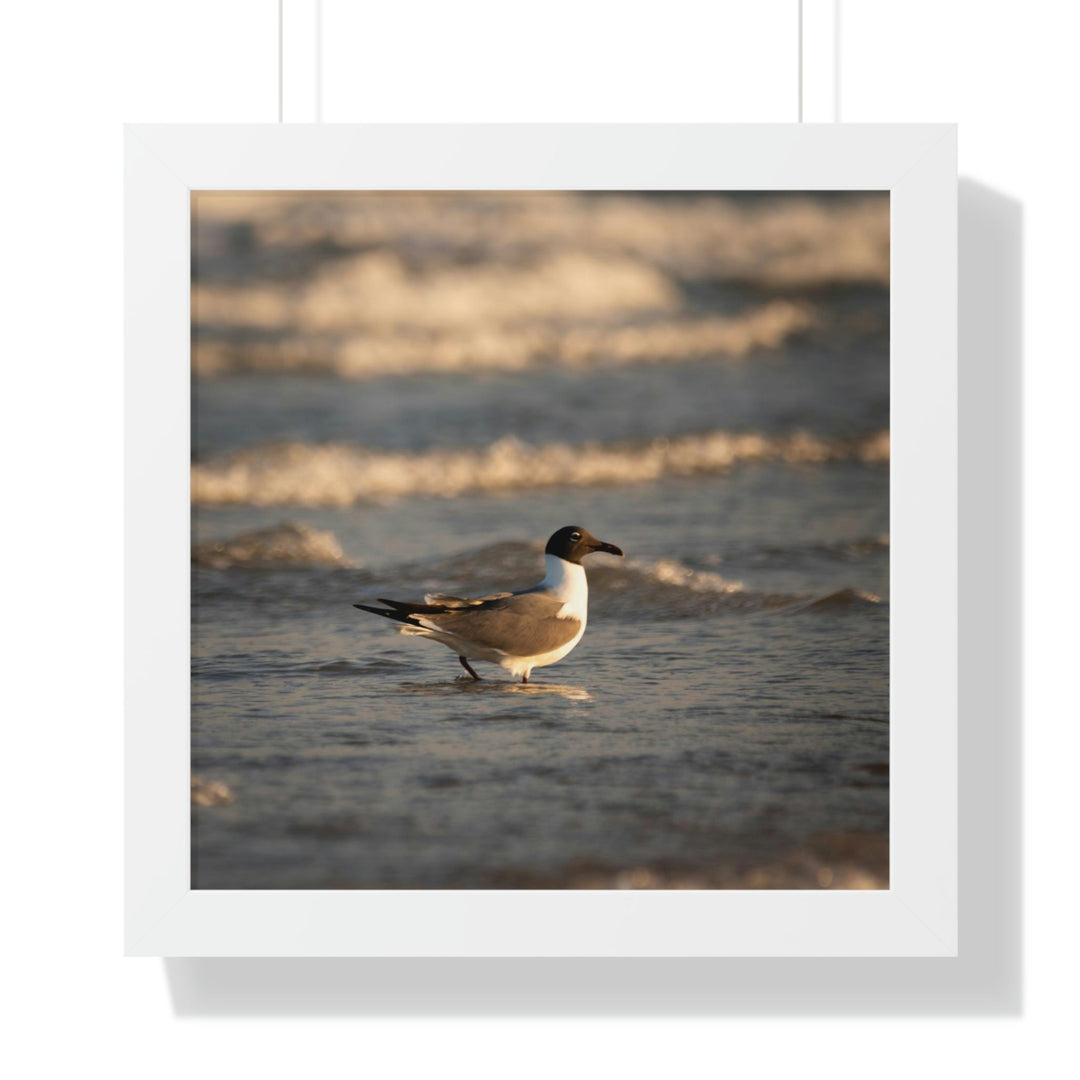 Laughing Gull in the Surf - Framed Print - Visiting This World