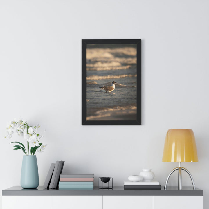 Laughing Gull in the Surf - Framed Print - Visiting This World