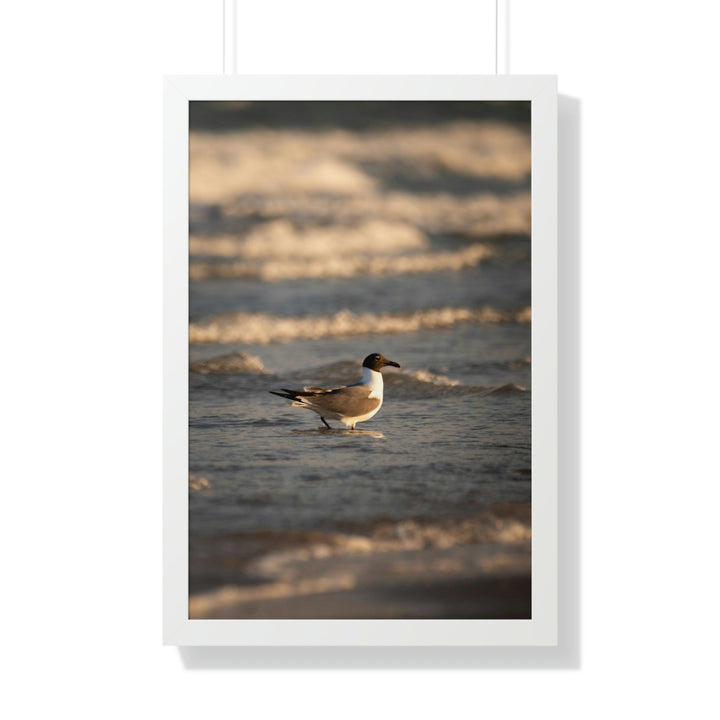 Laughing Gull in the Surf - Framed Print - Visiting This World