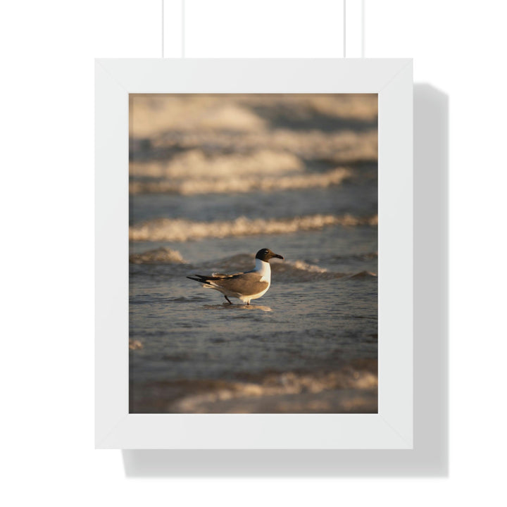 Laughing Gull in the Surf - Framed Print - Visiting This World