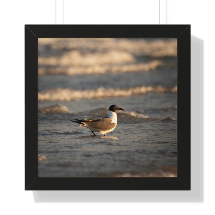 Laughing Gull in the Surf - Framed Print - Visiting This World