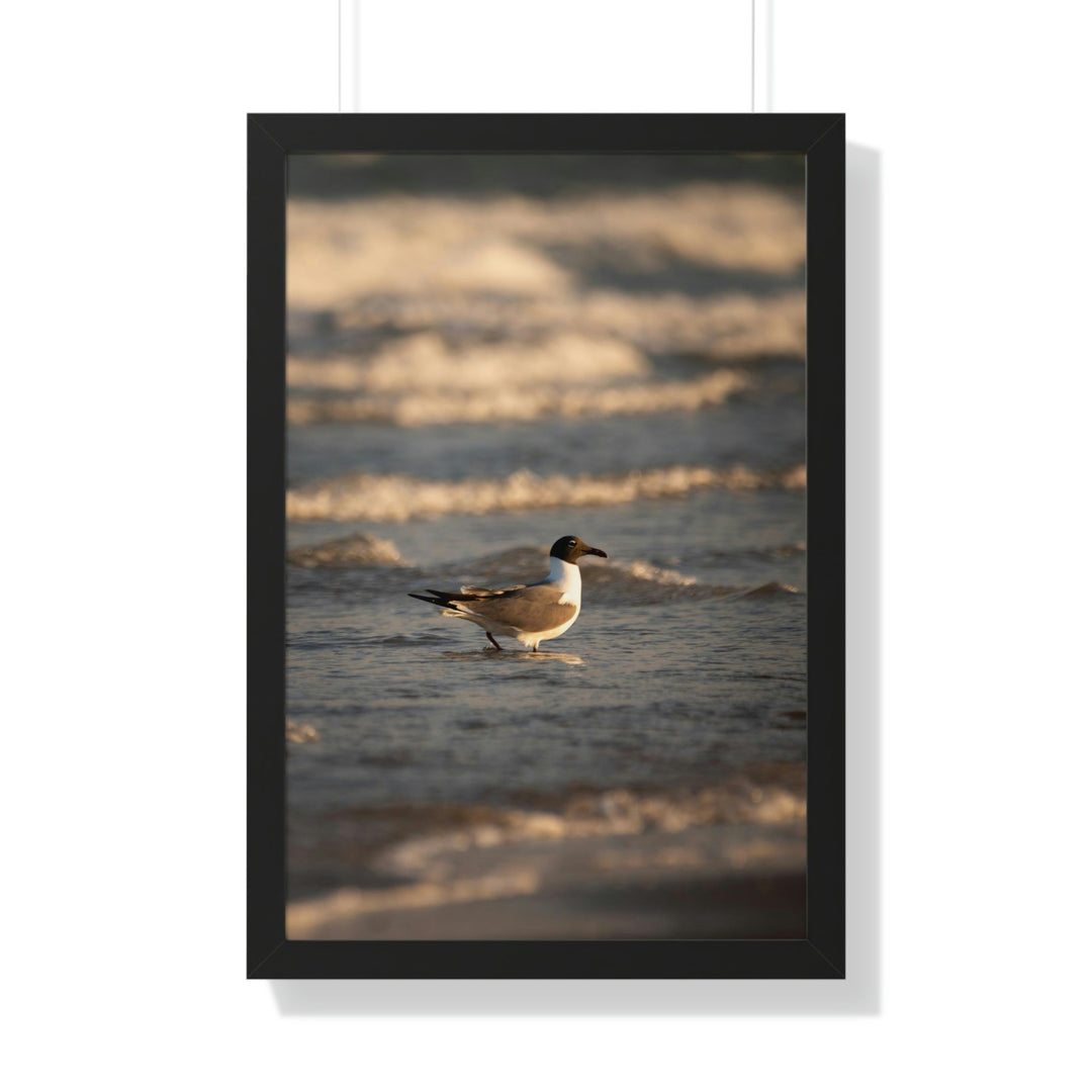 Laughing Gull in the Surf - Framed Print - Visiting This World