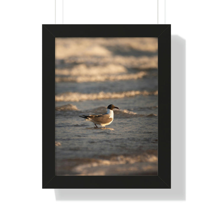 Laughing Gull in the Surf - Framed Print - Visiting This World