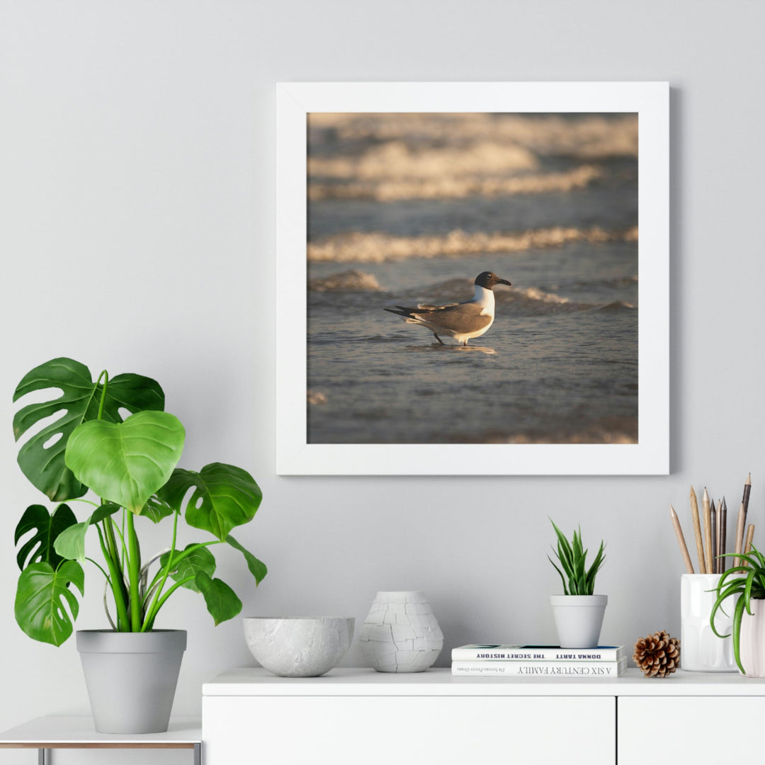 Laughing Gull in the Surf - Framed Print - Visiting This World