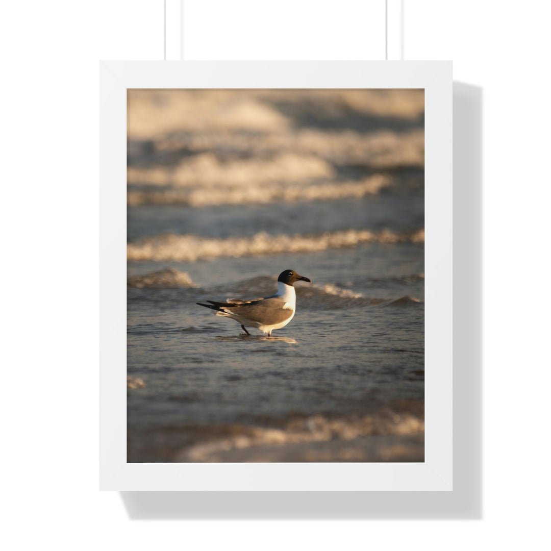 Laughing Gull in the Surf - Framed Print - Visiting This World