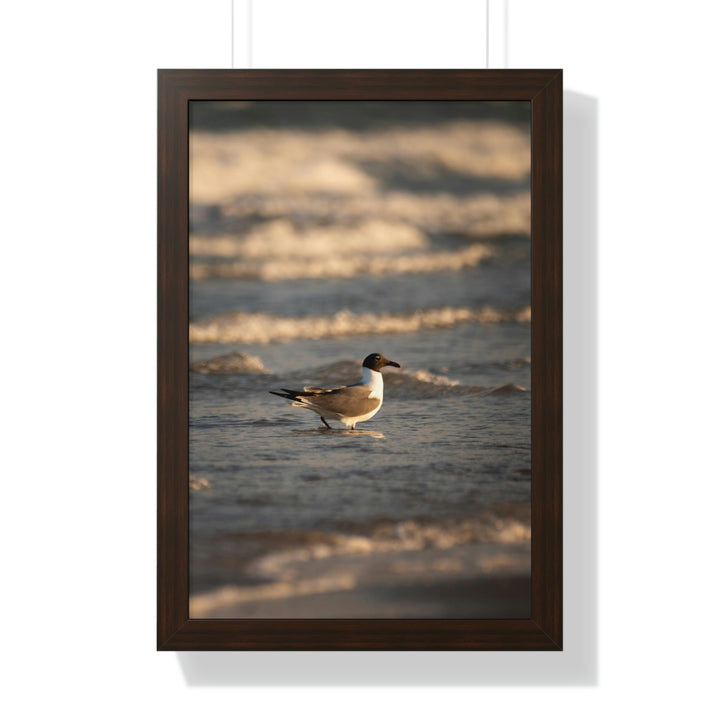 Laughing Gull in the Surf - Framed Print - Visiting This World