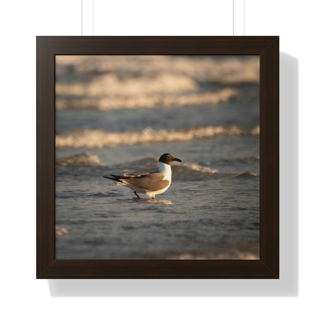 Laughing Gull in the Surf - Framed Print - Visiting This World