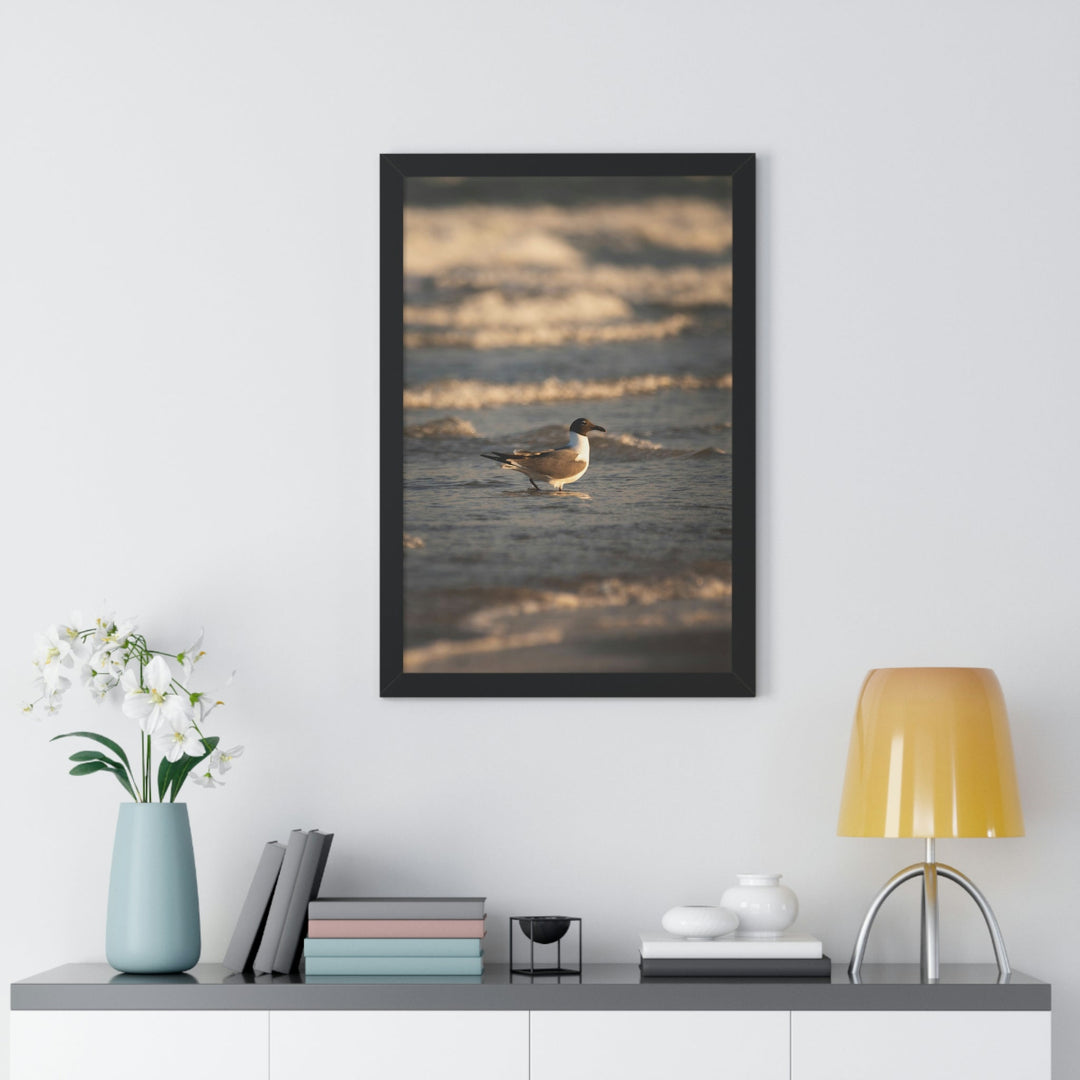 Laughing Gull in the Surf - Framed Print - Visiting This World